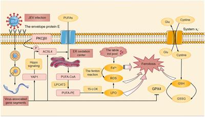 Mechanisms of ferroptosis and the relationship between ferroptosis and ER stress after JEV and HSV infection